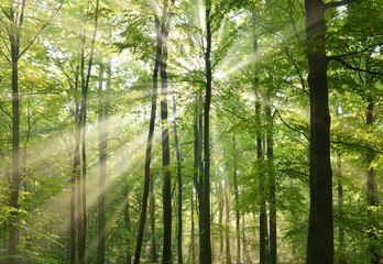 Fototapeta premium drzewa leśne