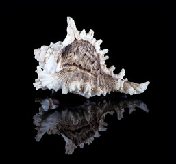 Conch shell