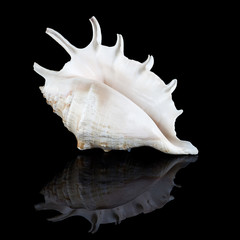 Conch shell