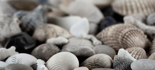 shells and conches texture