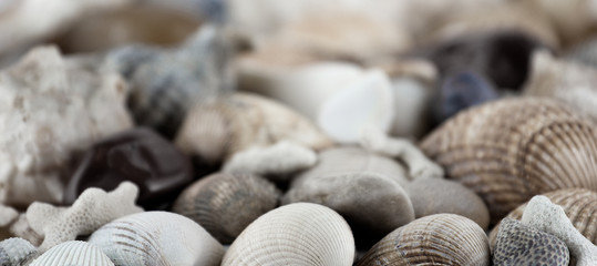 shells and conches texture