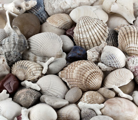 shells and conches texture
