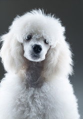 Portrait of the white poodle