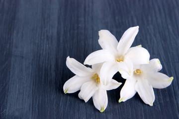 Fototapeta na wymiar White hyacinth on wooden background