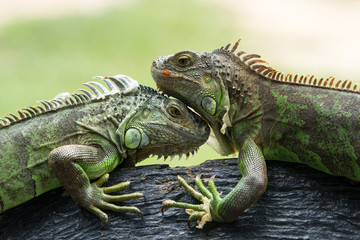 iguana