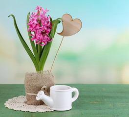 Beautiful pink hyacinth flower in pot,