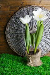 Beautiful tulips in pot  on green grass, on wooden background