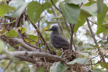 Noddi sur l'ile aux cocos à Rodrigues