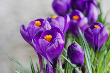 Beautiful violet crocuses on grey background. Copy space