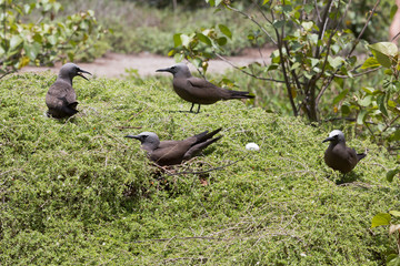 Noddi sur l'ile aux cocos à Rodrigues