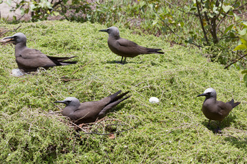 Noddi sur l'ile aux cocos à Rodrigues