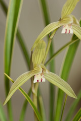 Fototapeta premium 東洋ラン