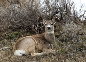 Mule Deer Doe