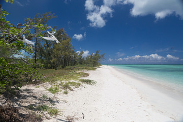 Sterne blanche sur l'île aux deux cocos