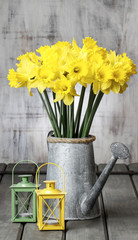 Beautiful yellow daffodils in silver watering can