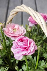 Wicker basket of pink persian buttercup flowers.
