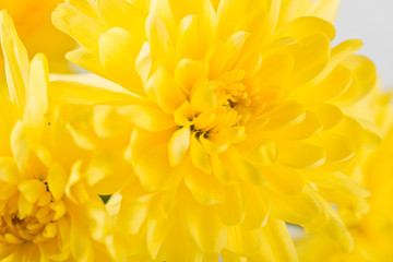 yellow flower aster, daisy