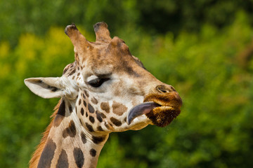 Obraz premium Rothschild giraffe (Giraffa camelopardalis rothschildi)