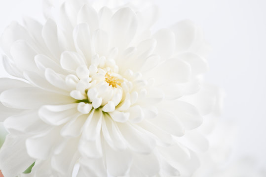 Fototapeta white flower aster, daisy