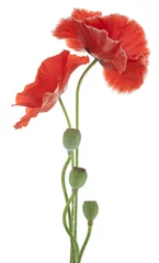 Photo sur Aluminium Coquelicots coquelicot