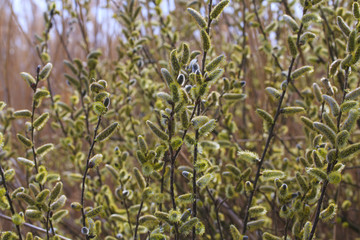 Obraz premium Willow tree, Salix, blooms in spring