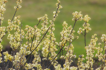 Willow tree, Salix, blooms in spring