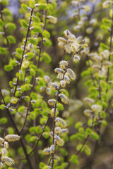 Willow tree, Salix, blooms in spring