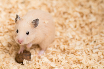 キンクマハムスター