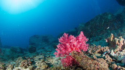 Fototapeta na wymiar solf coral