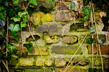 Wall with frame made from ivy