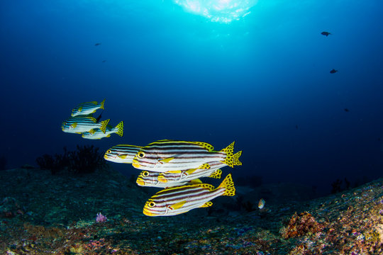 Fototapeta similan17