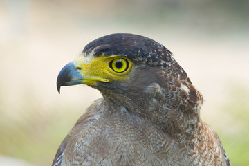 young  eagle