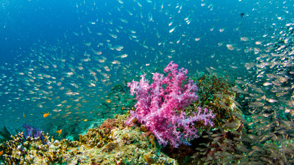 similan8