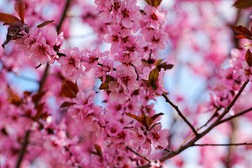Japanese cherry