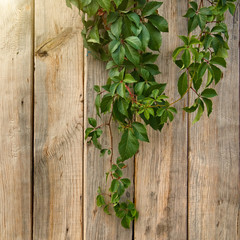 wooden wall with green leaves