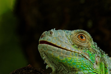portrait about a green iguana