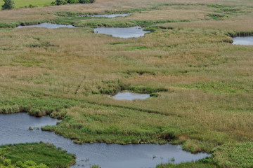 Fototapeta na wymiar small lakes in the reeds