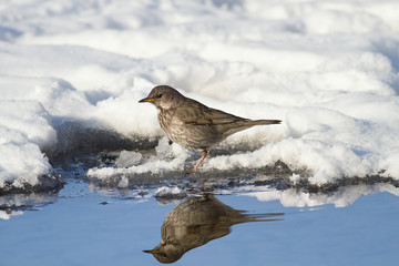 Fieldfare, (Turdus pilaris)