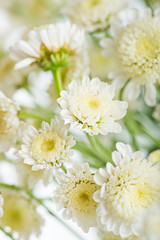 Bouquet of chrysanthemums