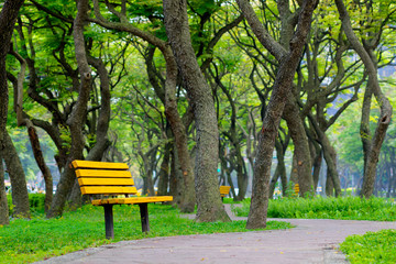 Green tree with chair  followe road