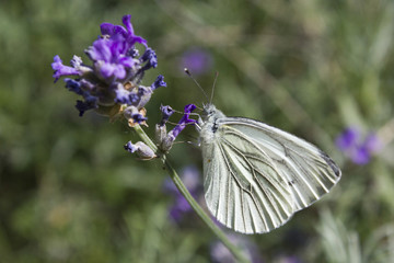 Papillon blanc butine, fleur violette