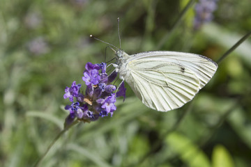 Papillon blanc butine fleur violette