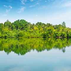 Fototapeta na wymiar Mangroves and blue sky
