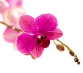Naklejka na ściany i meble fioletowy kwiat orchidei