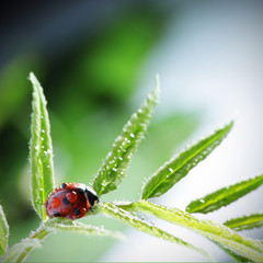 ladybug on leaf