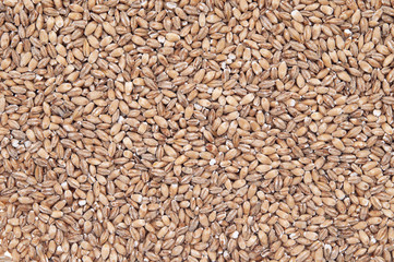 Organic barley