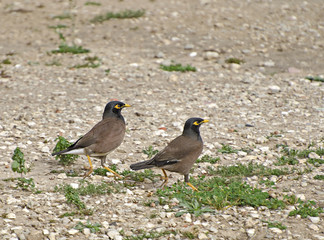 Obraz premium Two birds