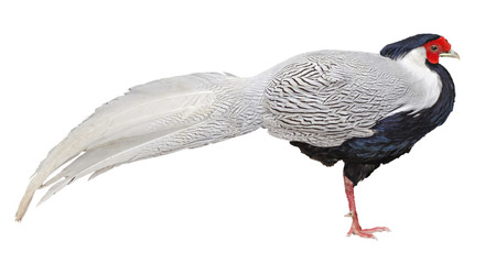 Male pheasant