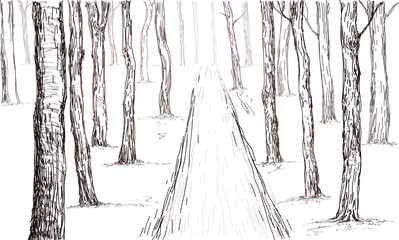 forest hand drawing