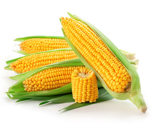 An ear of corn